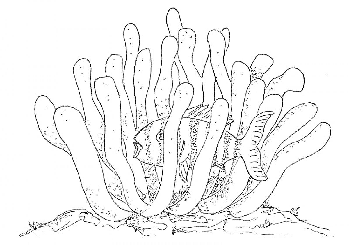 На раскраске изображено: Рыба, Морские водоросли, Подводный мир, Морская жизнь