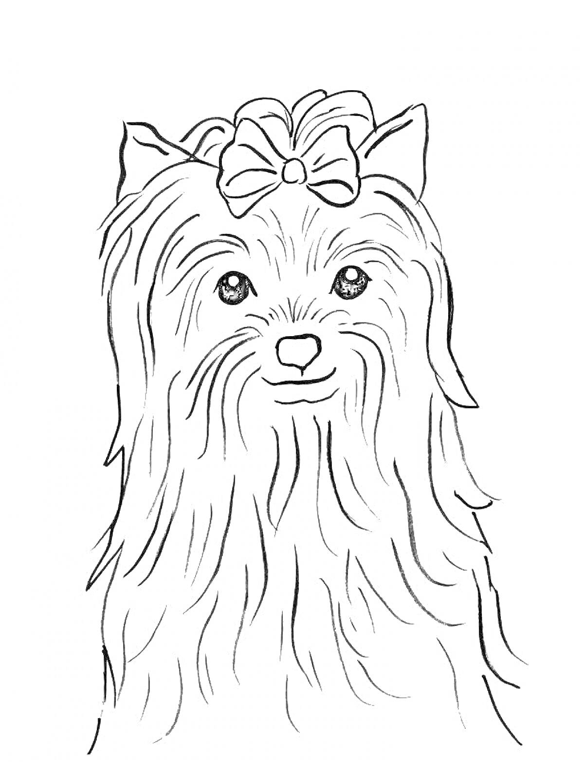 На раскраске изображено: Йоркширский терьер, Собака, Бант, Питомец, Длинная шерсть