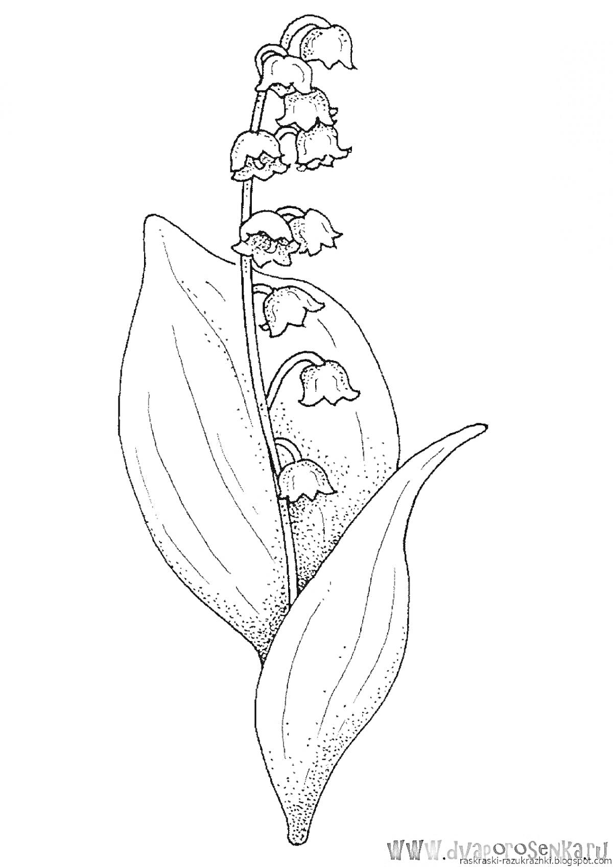 Раскраска Ландыш со стеблем, цветками и листьями