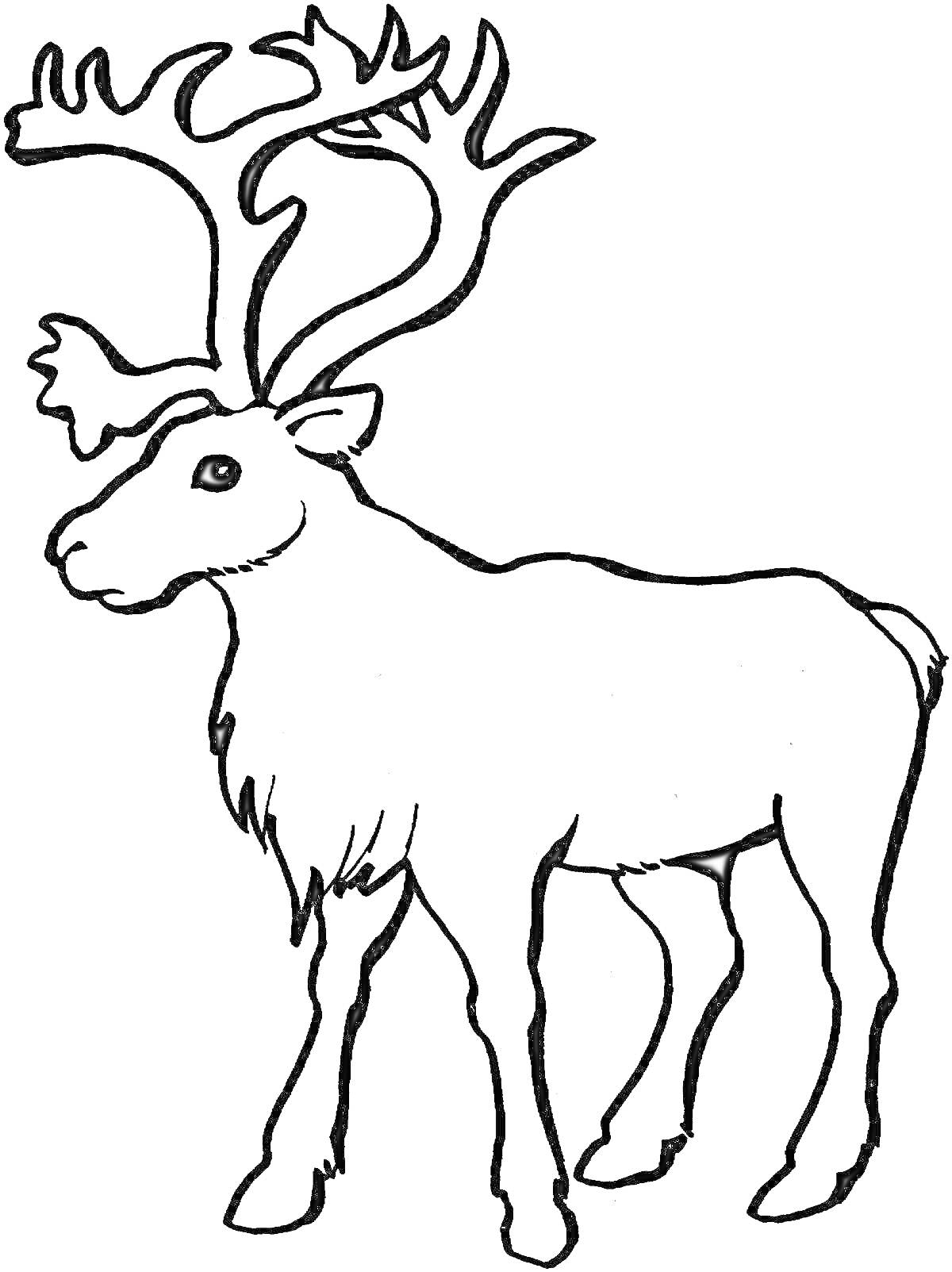 Раскраска Северный олень с большими рогами для детей