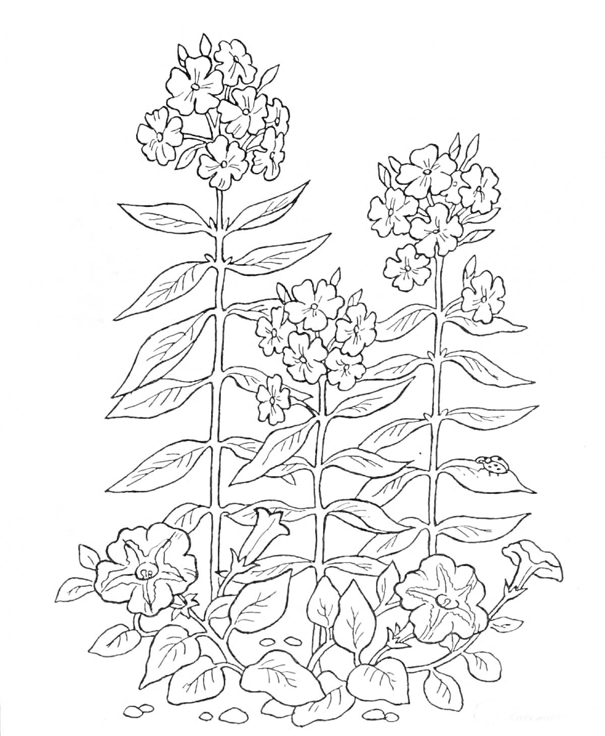 Раскраска Растения с цветами и листьями на каменистом основании