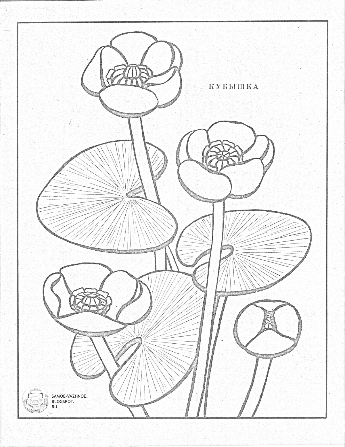 На раскраске изображено: Цветы, Листья, Ботаника, Водные растения