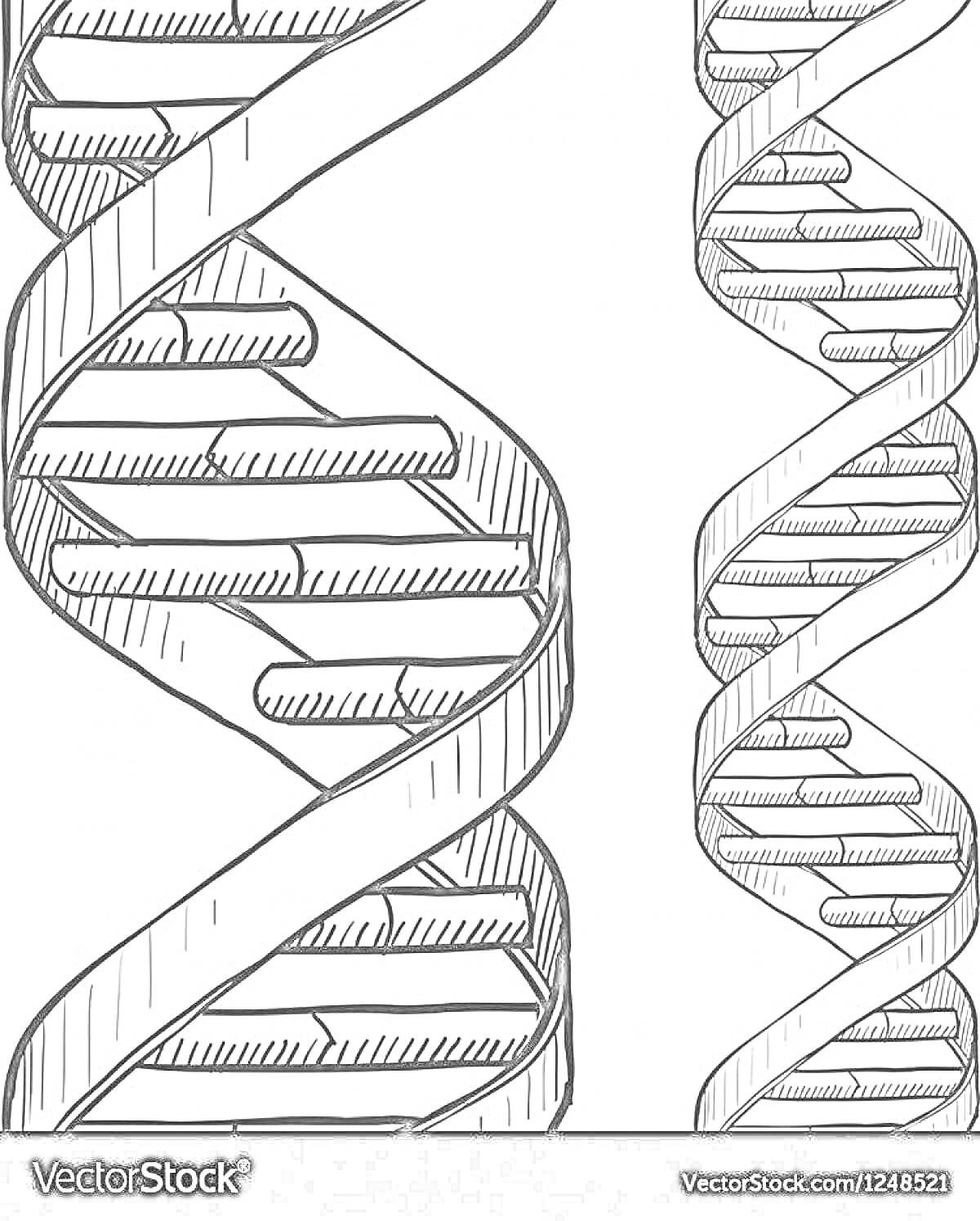 На раскраске изображено: ДНК, Двойная спираль, Биология, Генетика, Молекула, Наука