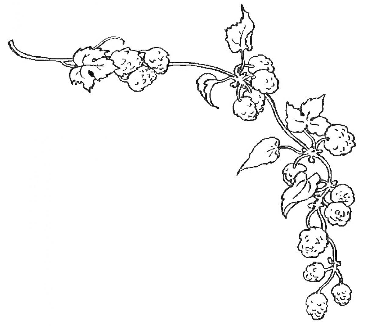 Раскраска Веточка с ягодами и листьями