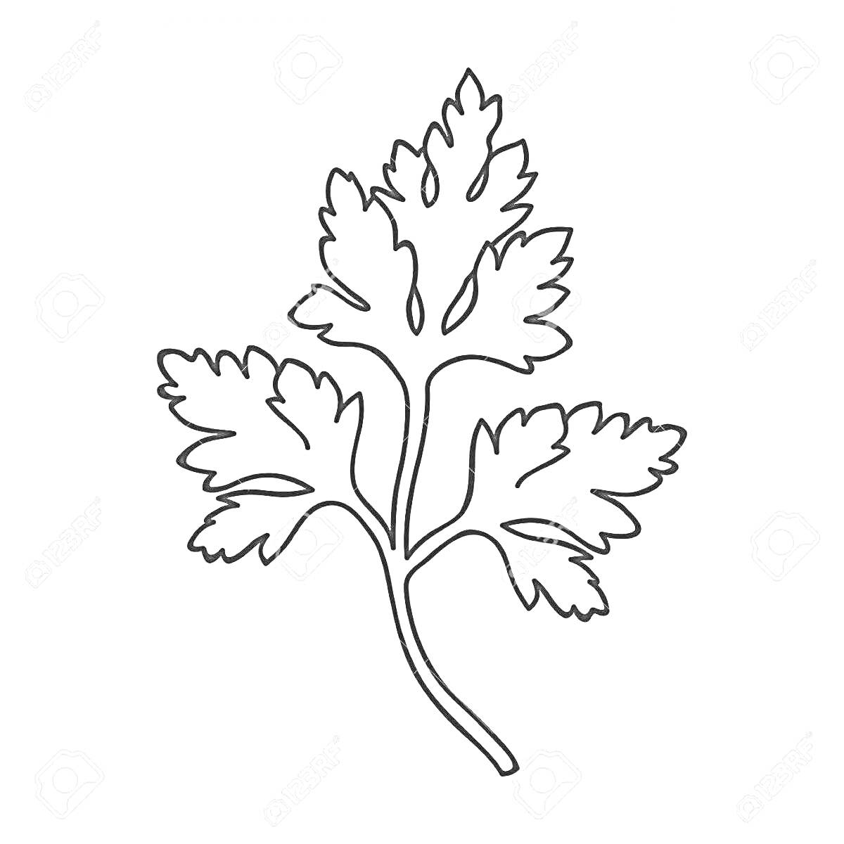 Раскраска Листья кинзы