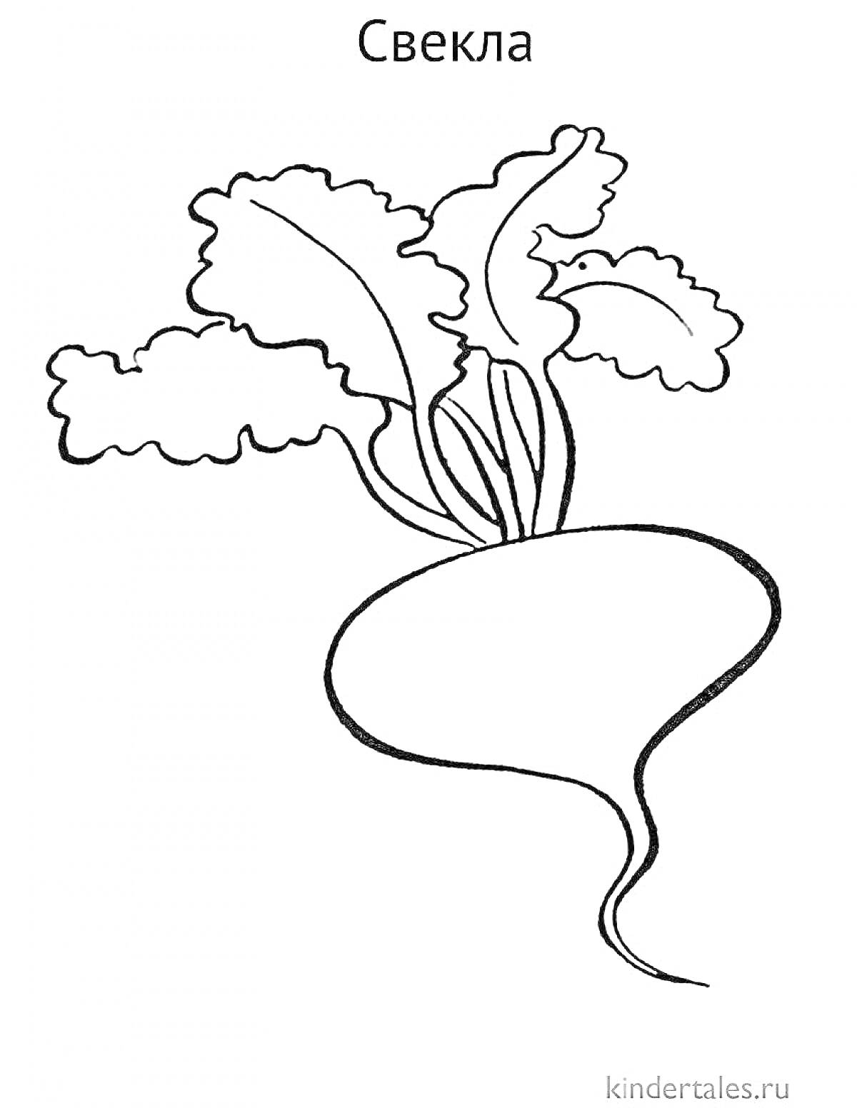 На раскраске изображено: Свекла, Листья, Корнеплод, Ботаника