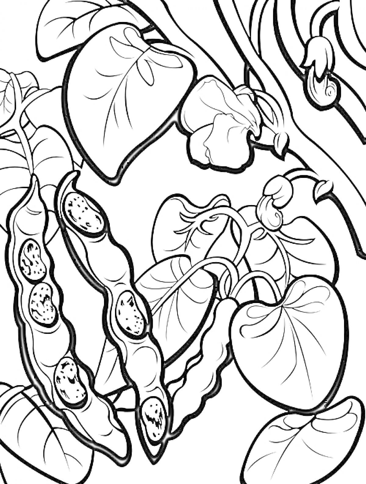 Раскраска Фасоль с листьями и цветами