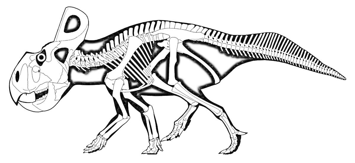 Раскраска Скелет динозавра с гребнем и рогами