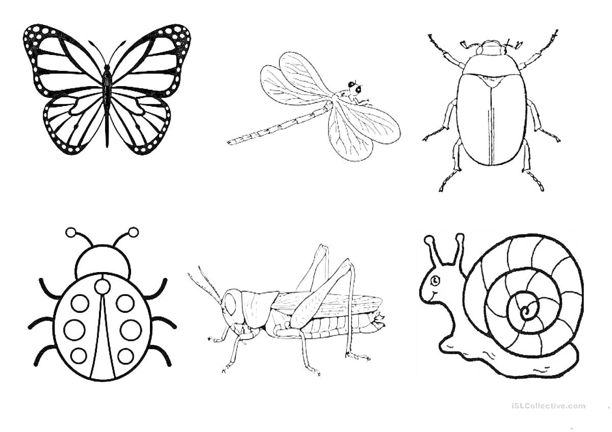 Раскраска Бабочка, стрекоза, жук, божья коровка, кузнечик, улитка