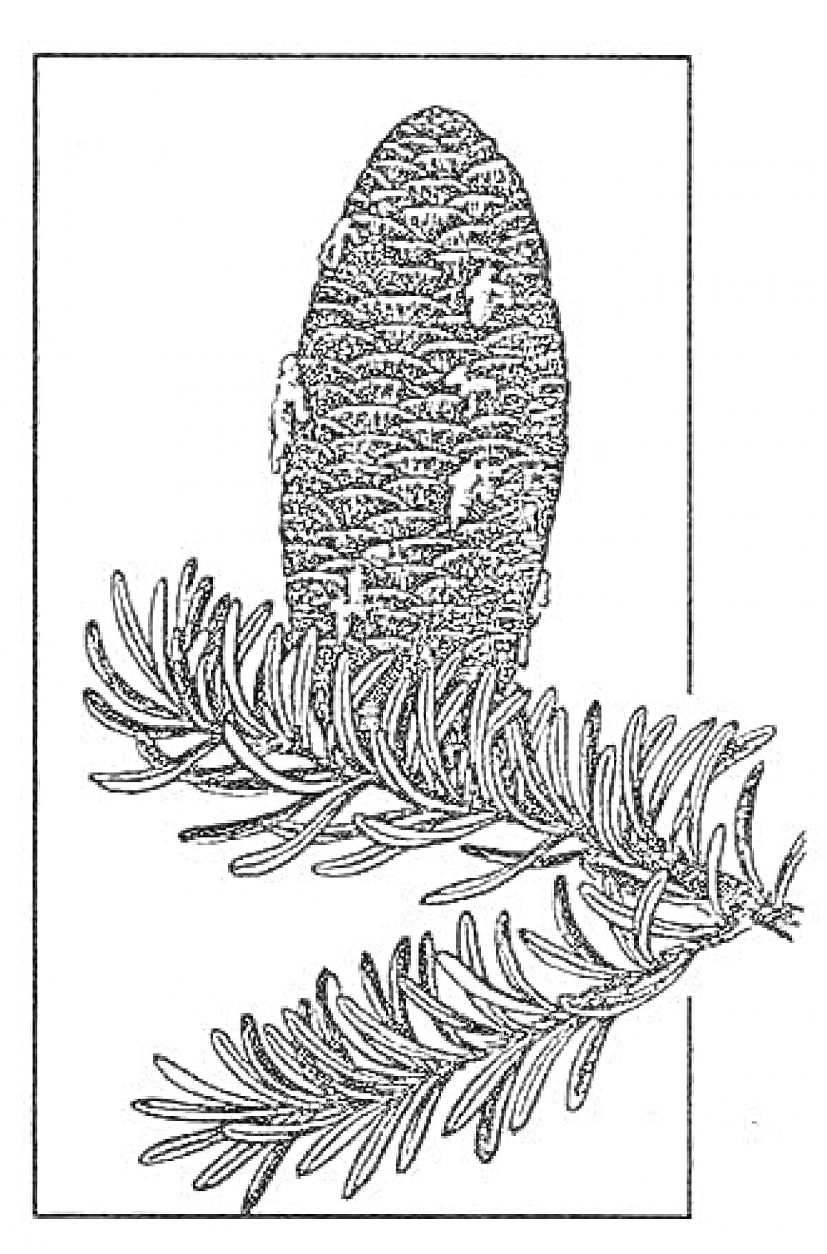 Раскраска Ветвь пихты с шишкой