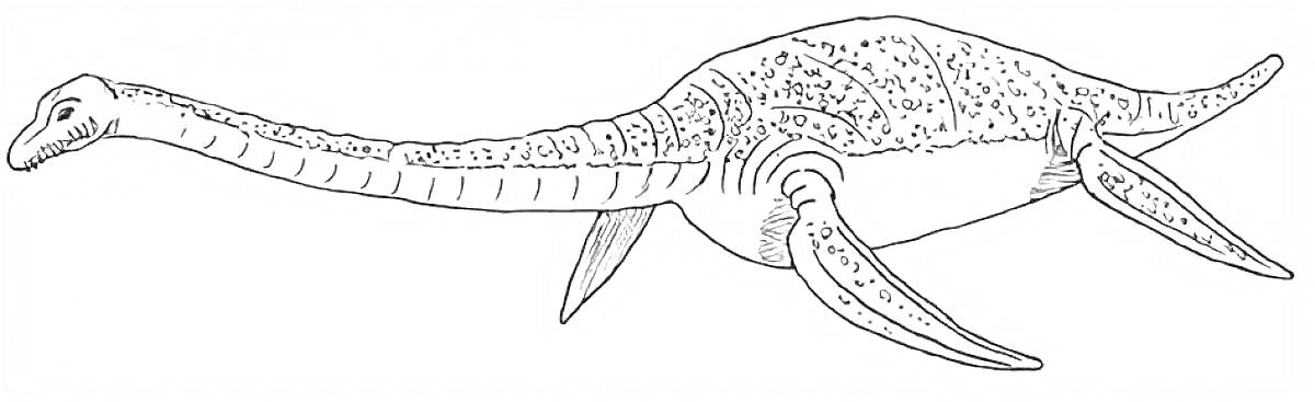 На раскраске изображено: Эласмозавр, Динозавр, Длинная шея, Плавники