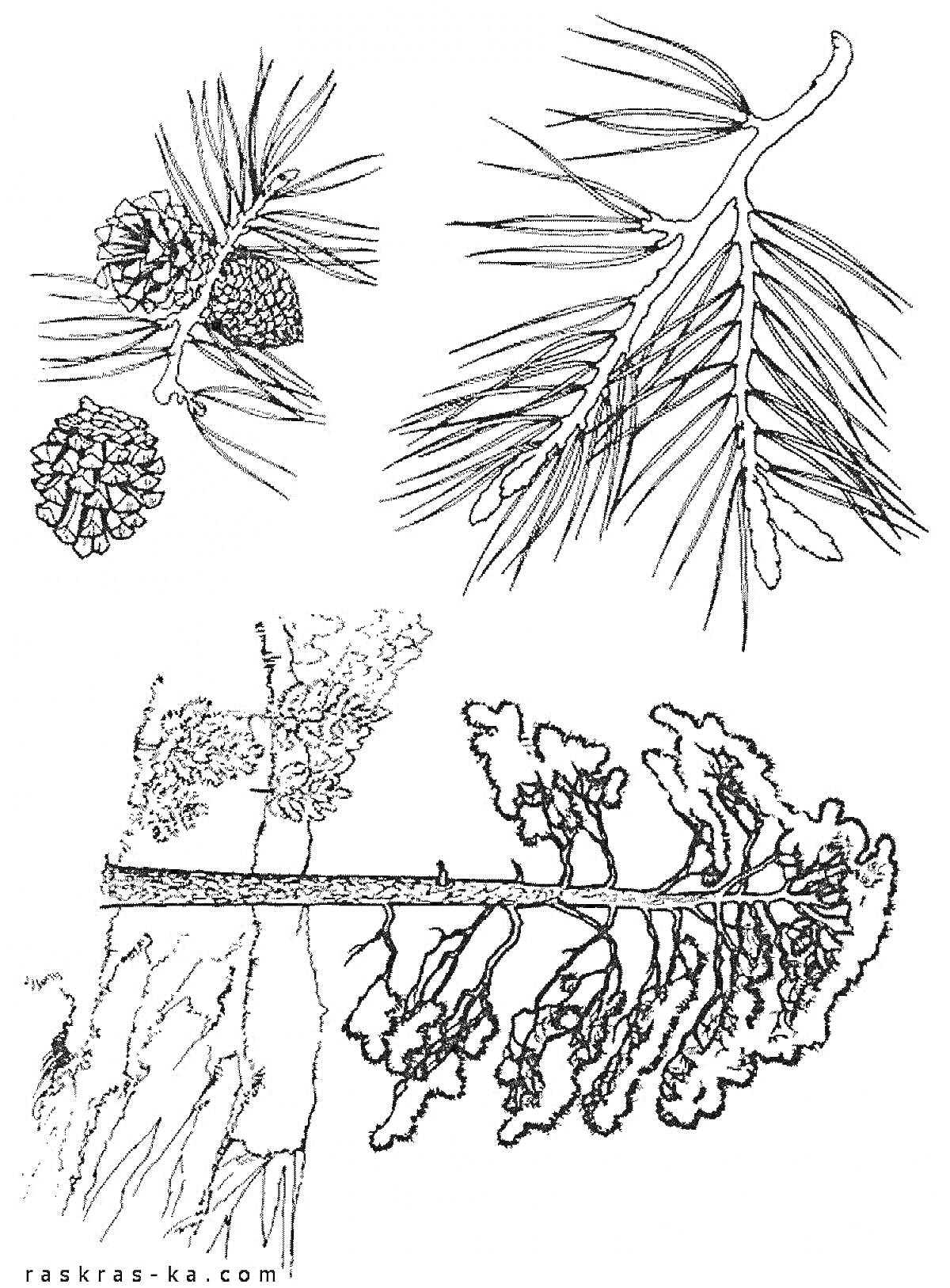 Раскраска Сосновые шишки и ветви, пихтовая ветвь, лиственничная ветвь