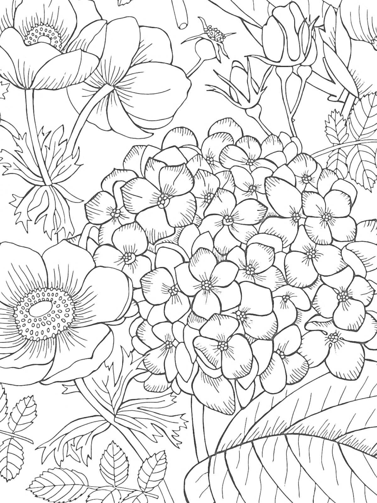 На раскраске изображено: Цветы, Листья, Ботаника, Природа, Крупные цветы