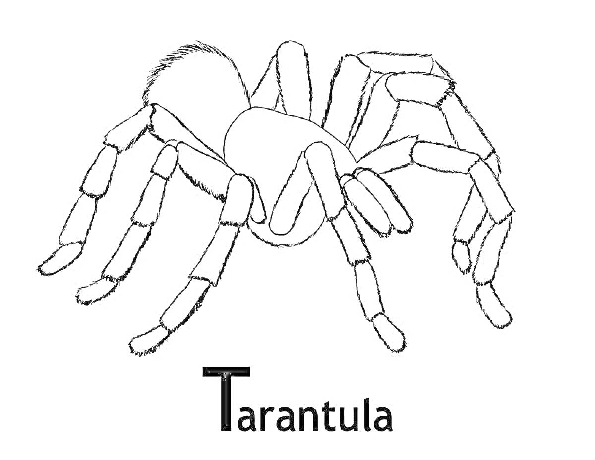 На раскраске изображено: Тарантул, Насекомое