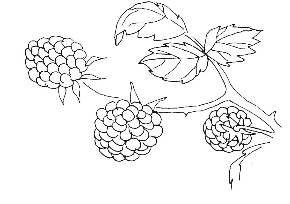 На раскраске изображено: Малина, Ягоды, Плоды, Ветка, Листья, Природа, Растения