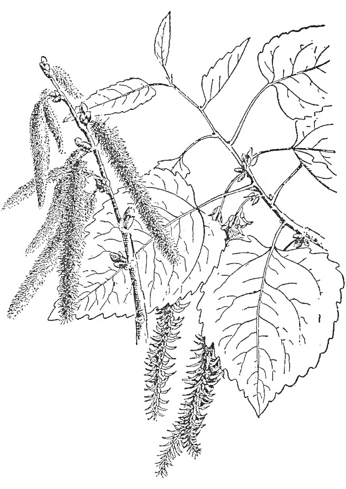 Раскраска Ветви осины с листьями и сережками