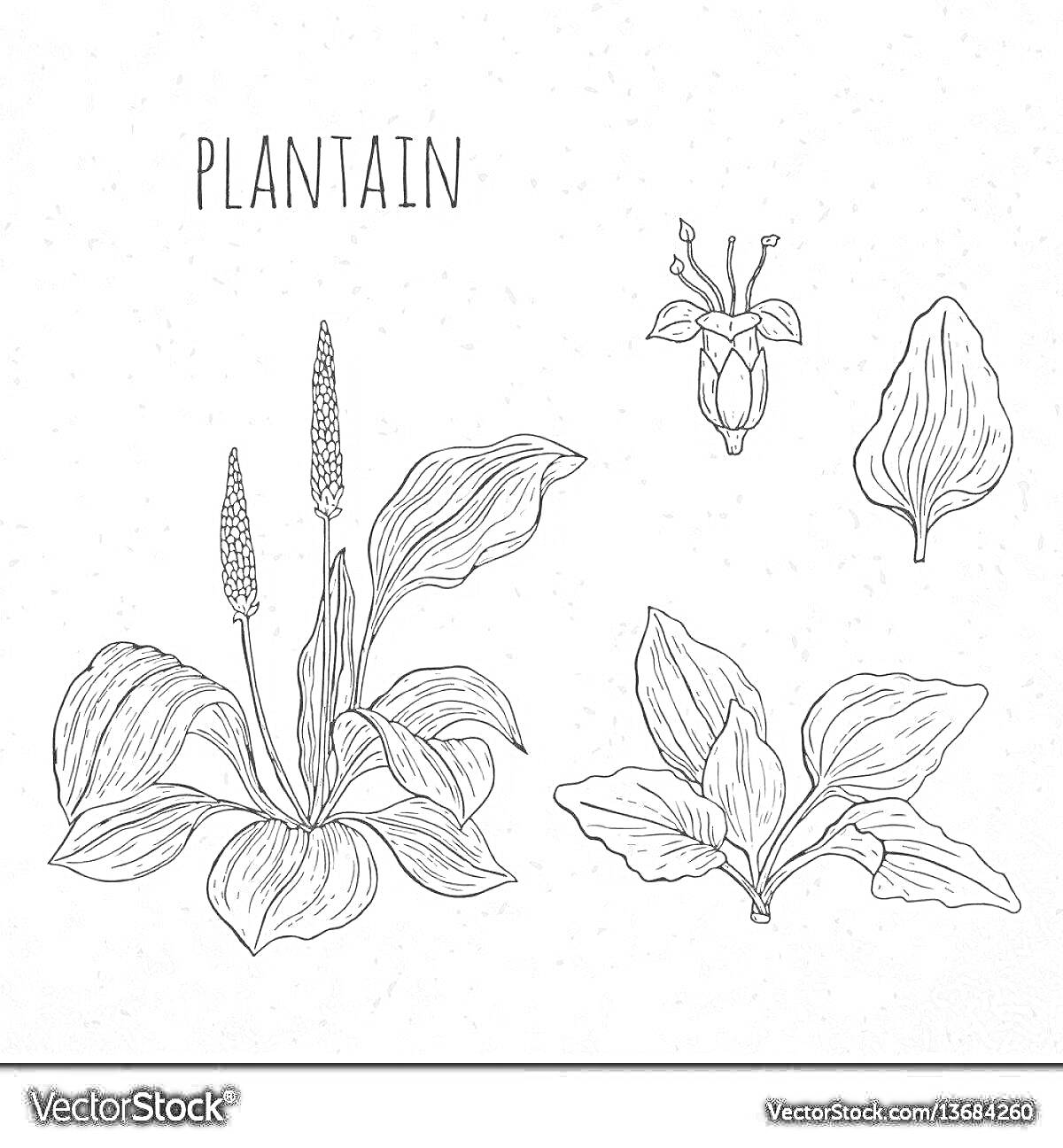 Подорожник с листьями и цветами