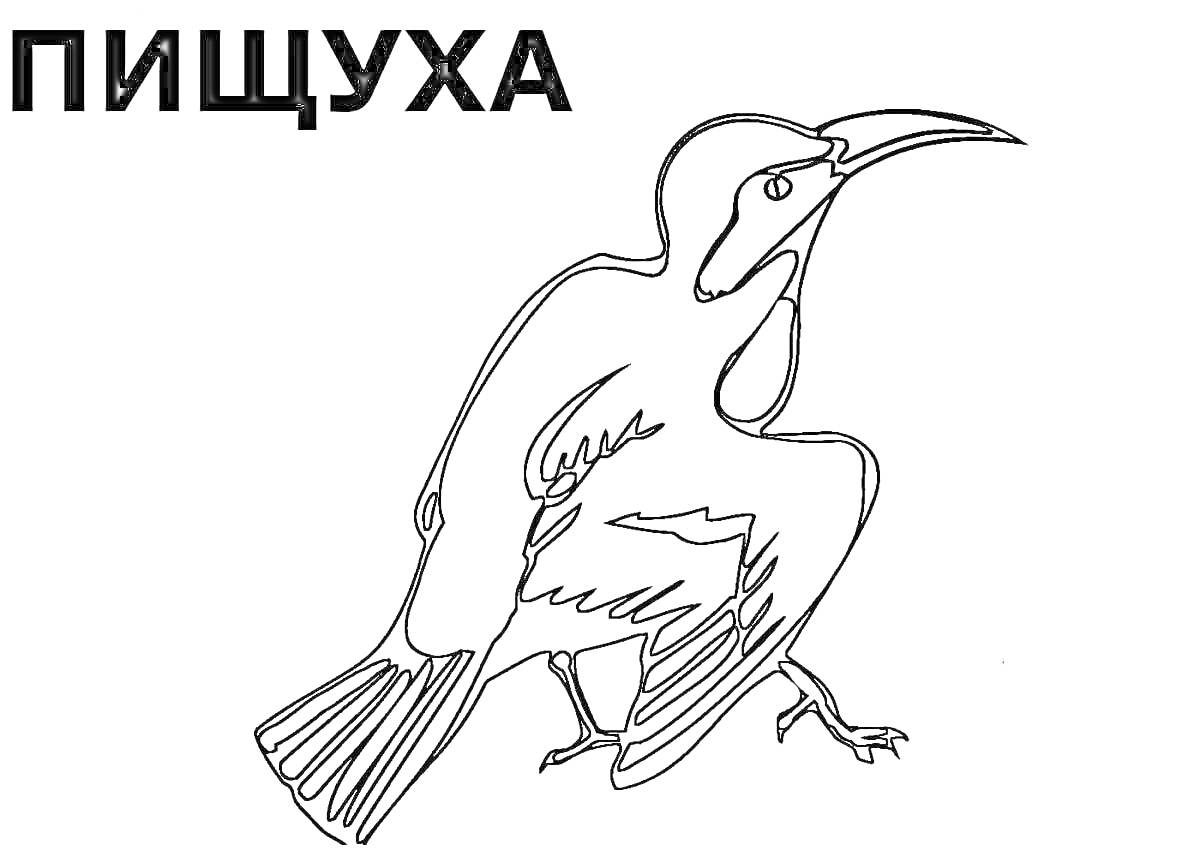 На раскраске изображено: Зимующие птицы, Россия, Птица, Клюв, Когти, Ветка