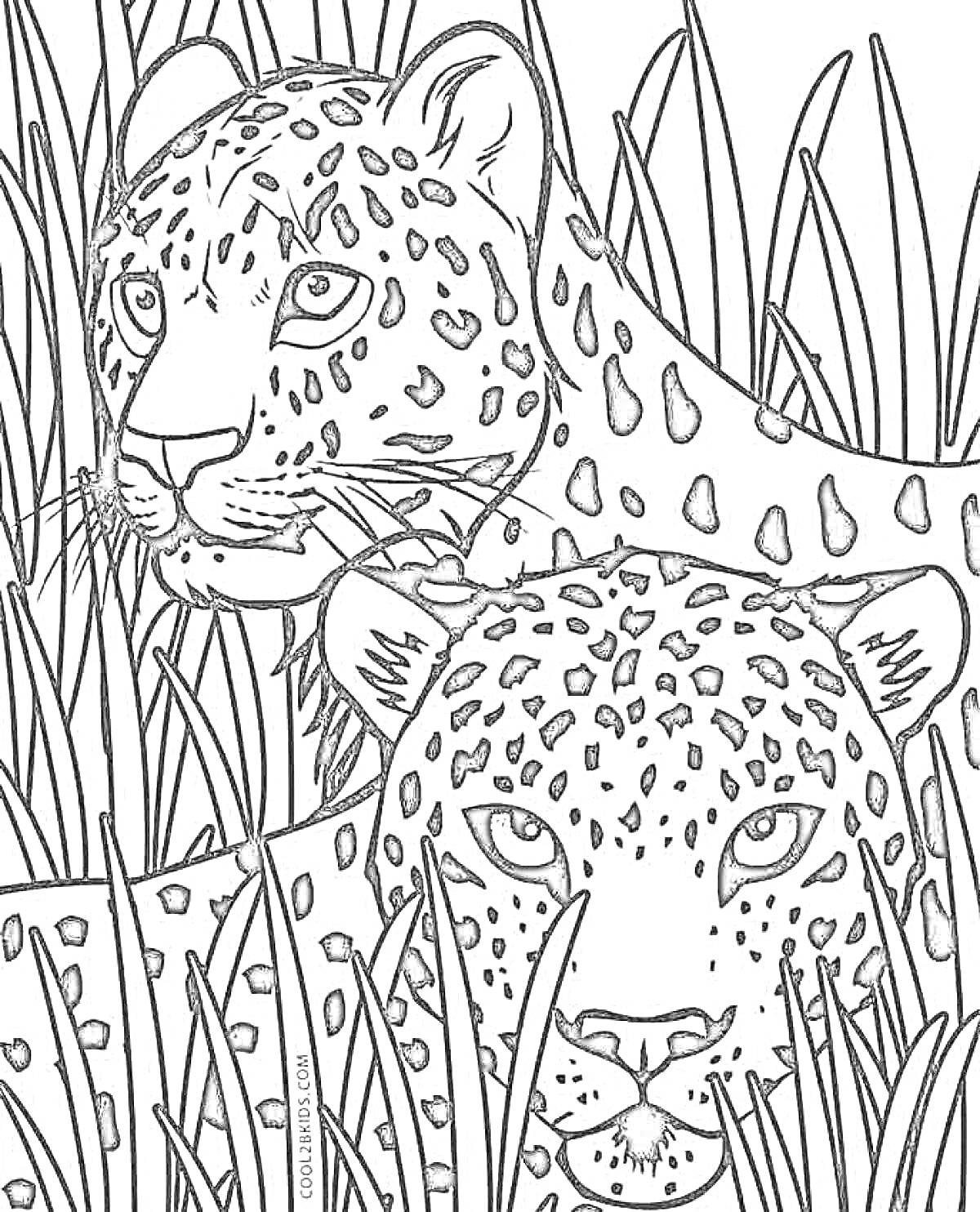 РаскраскаДва дальневосточных леопарда среди травы