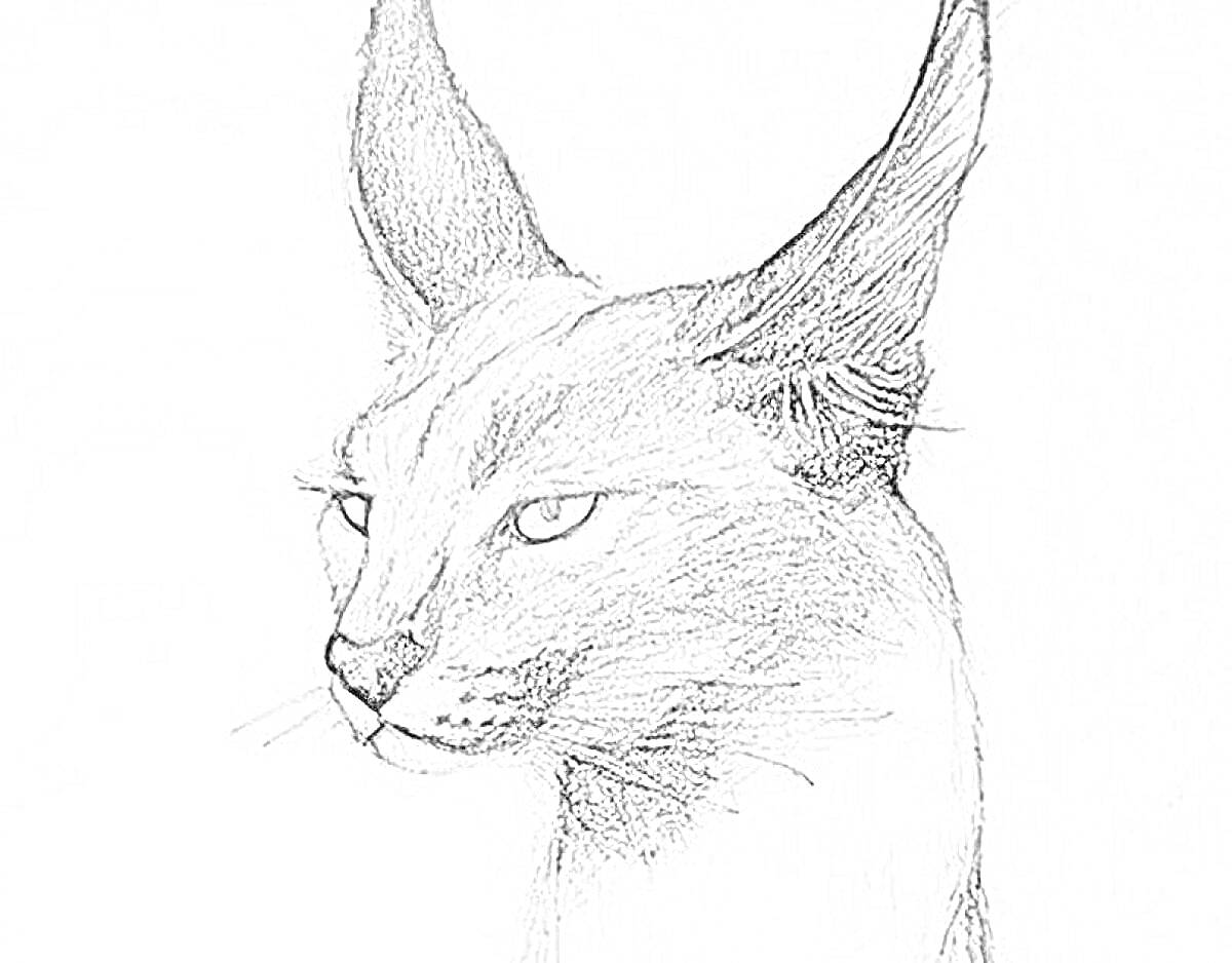 Раскраска Карандашный рисунок каракала с крупными ушами и внимательным выражением морды