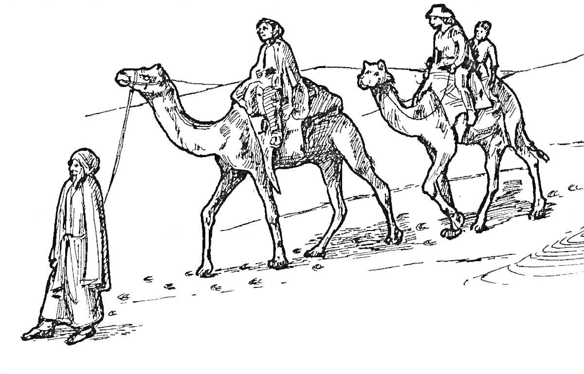 Раскраска Путешествие на верблюдах по пустыне с проводником
