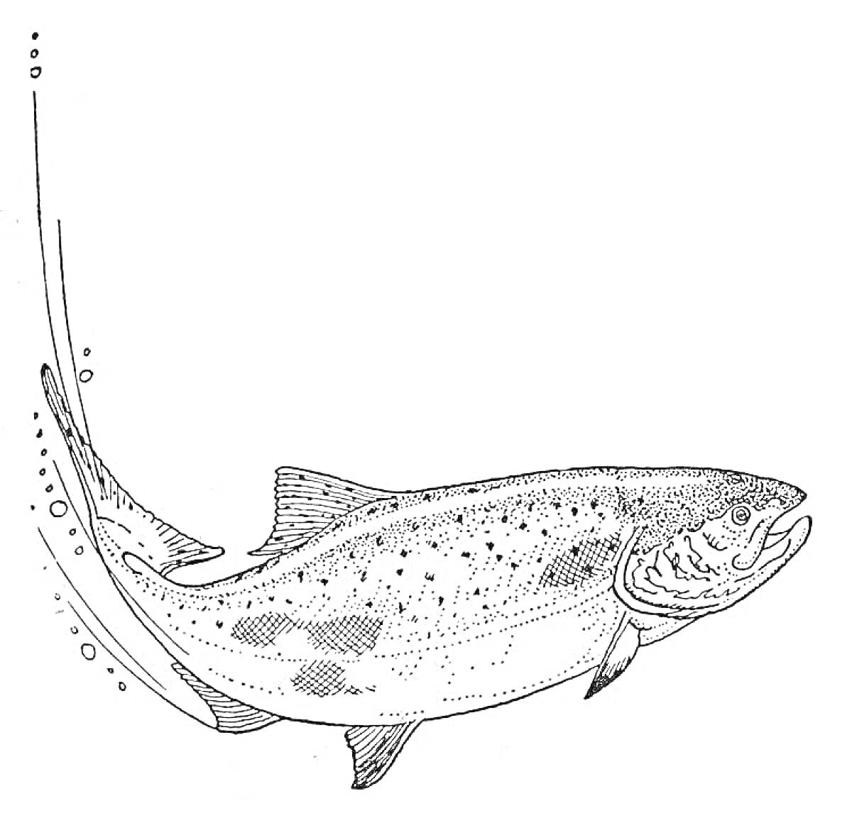 Раскраска Форель с хвостом и пузырьками