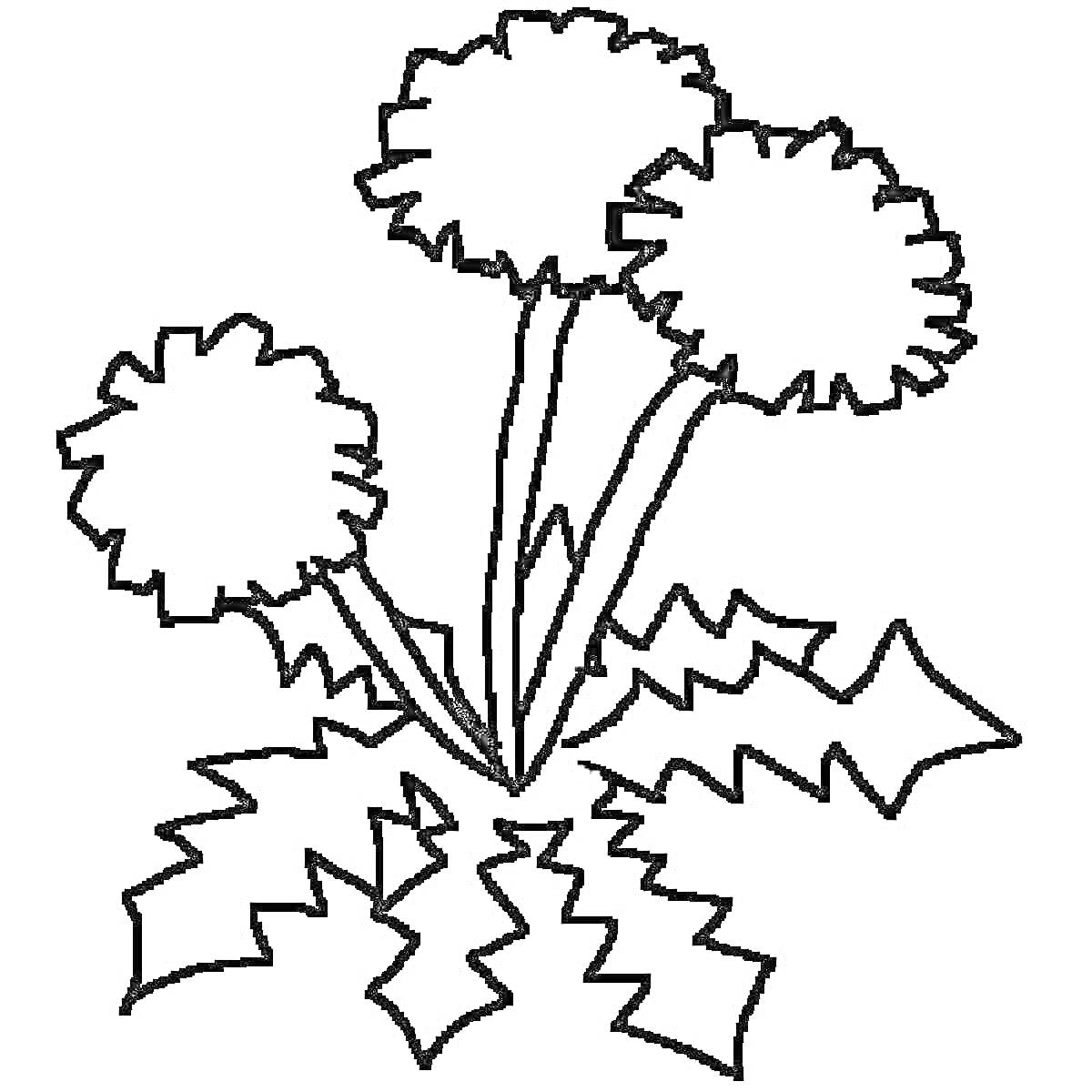 На раскраске изображено: Одуванчик, Три цветка, Листья, Контурное изображение, Растения