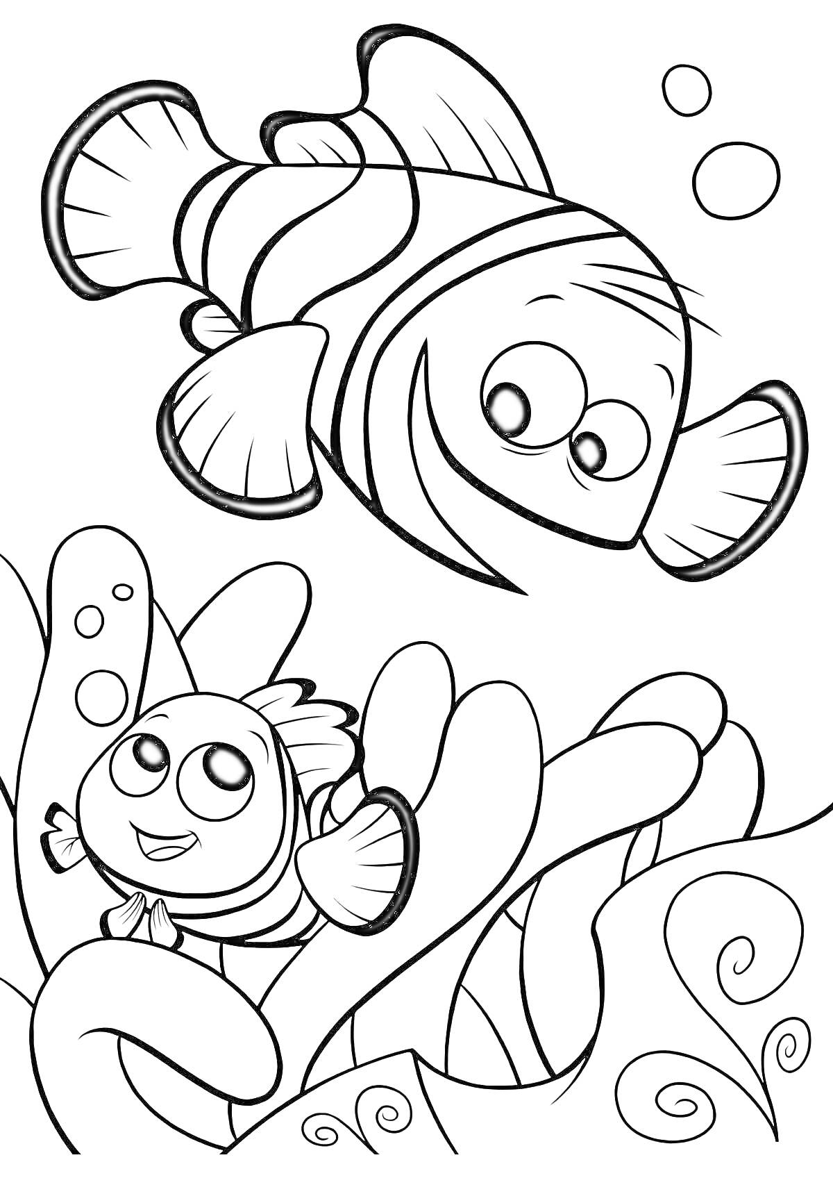 Раскраска Две рыбки-клоуна среди водорослей и пузырьков