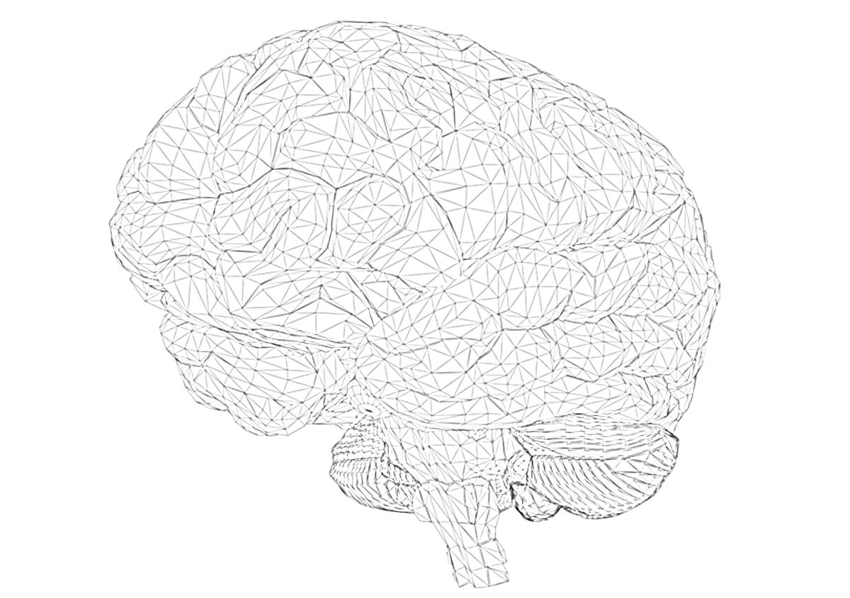 Раскраска Схематическое изображение мозга с нейронной сеткой