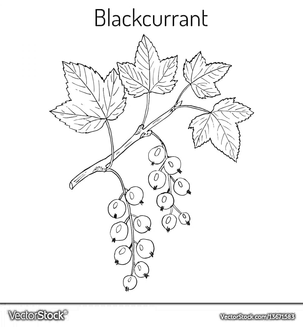 Раскраска Ветка смородины с листьями и ягодами