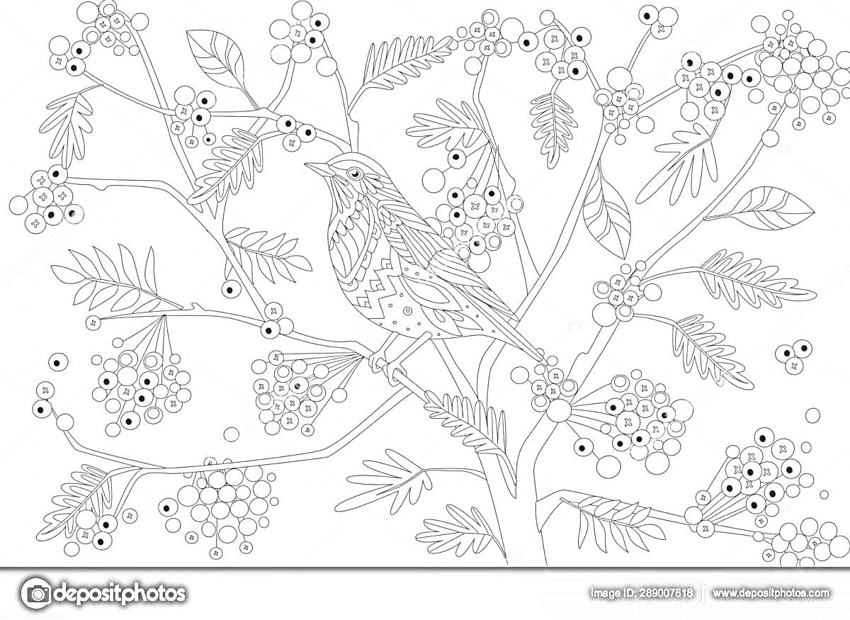 На раскраске изображено: Зима, Рябина, Ветка, Ягоды, Птица, Природа, Лес, Холод