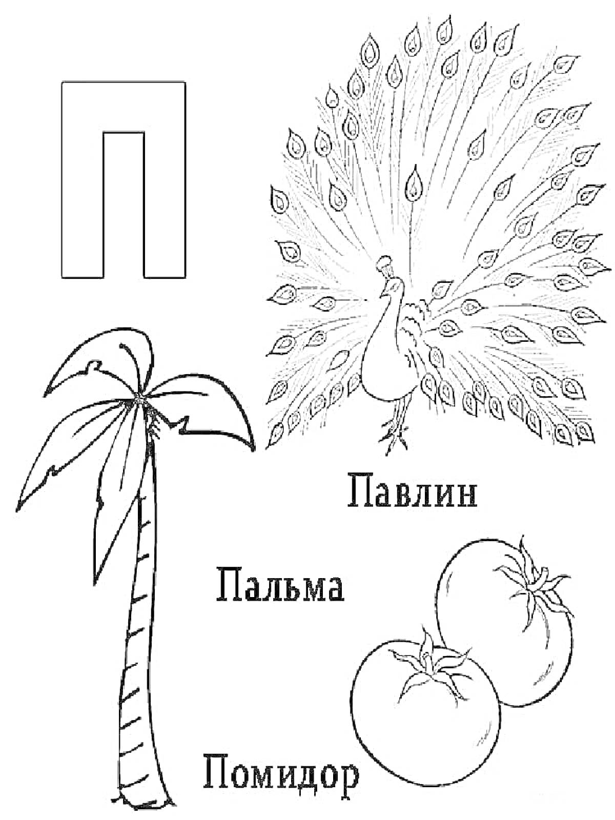 На раскраске изображено: Павлин, Помидор, Буква П