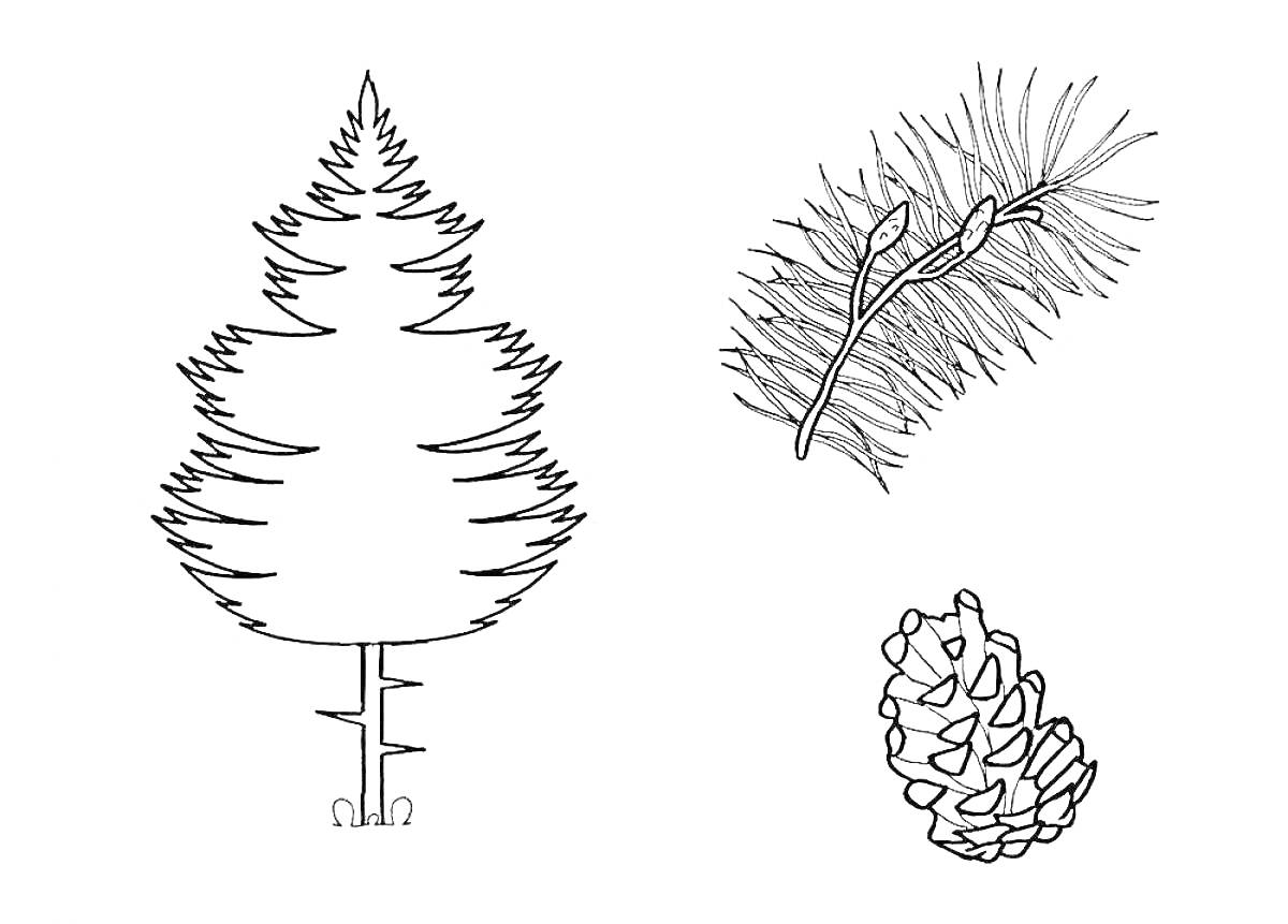 На раскраске изображено: Хвоя, Природа, Первоклассник, Лес, Растения