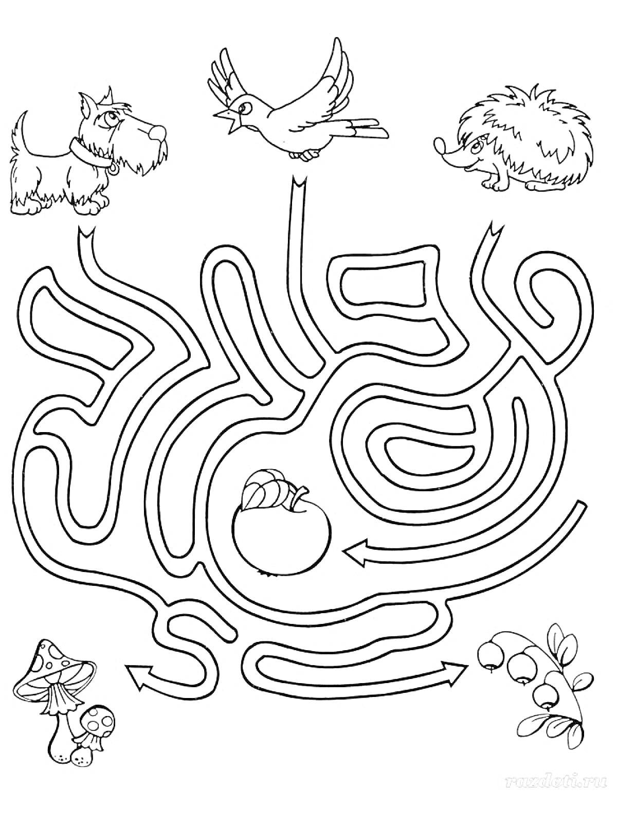 Раскраска Лабиринт с собакой, птицей, улиткой, ежом, грибами и ягодами