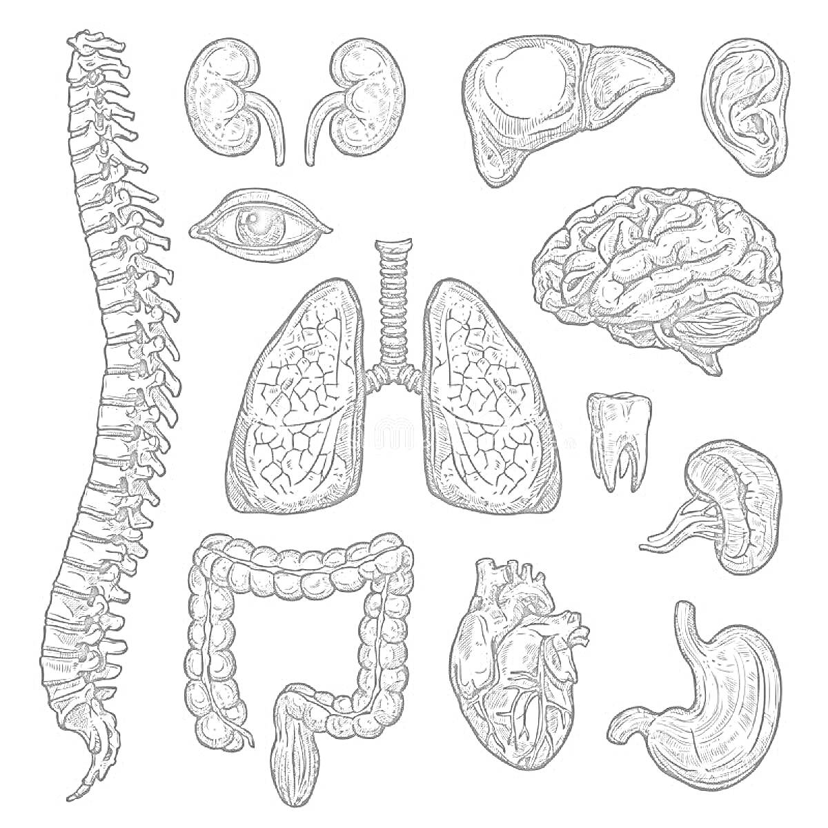 На раскраске изображено: Органы человека, Позвоночник, Почки, Печень, Ухо, Легкие, Мозг, Толстая кишка, Желудок, Анатомия, Здоровье, Медицина