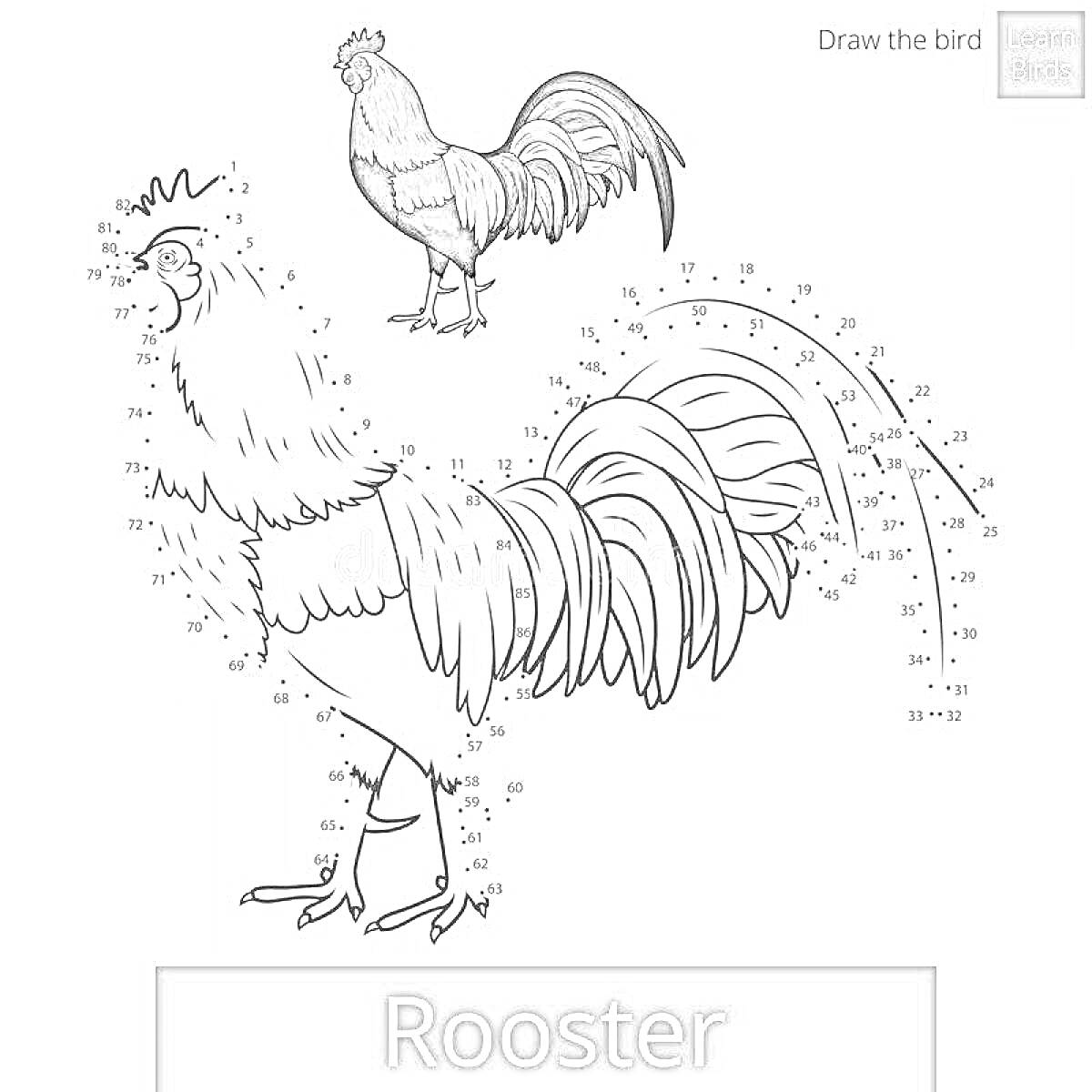 На раскраске изображено: Петух, Рисование по точкам, Животные, Детское творчество