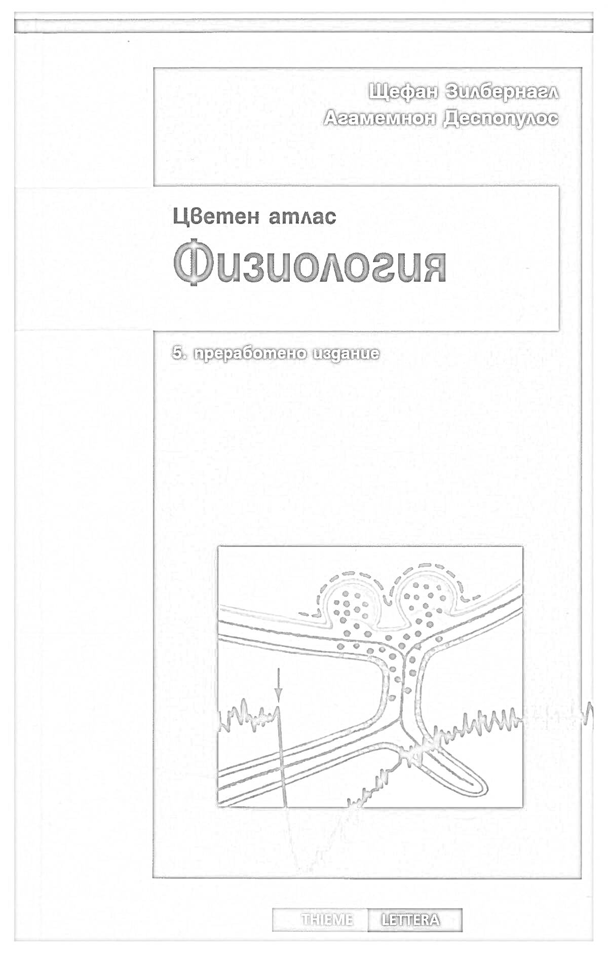 Раскраска Цветной атлас физиология. 5-е, переработанное издание. Штефан Зилберналь, Аваменнон Деспопулос. Издательство Theime, Lettera.