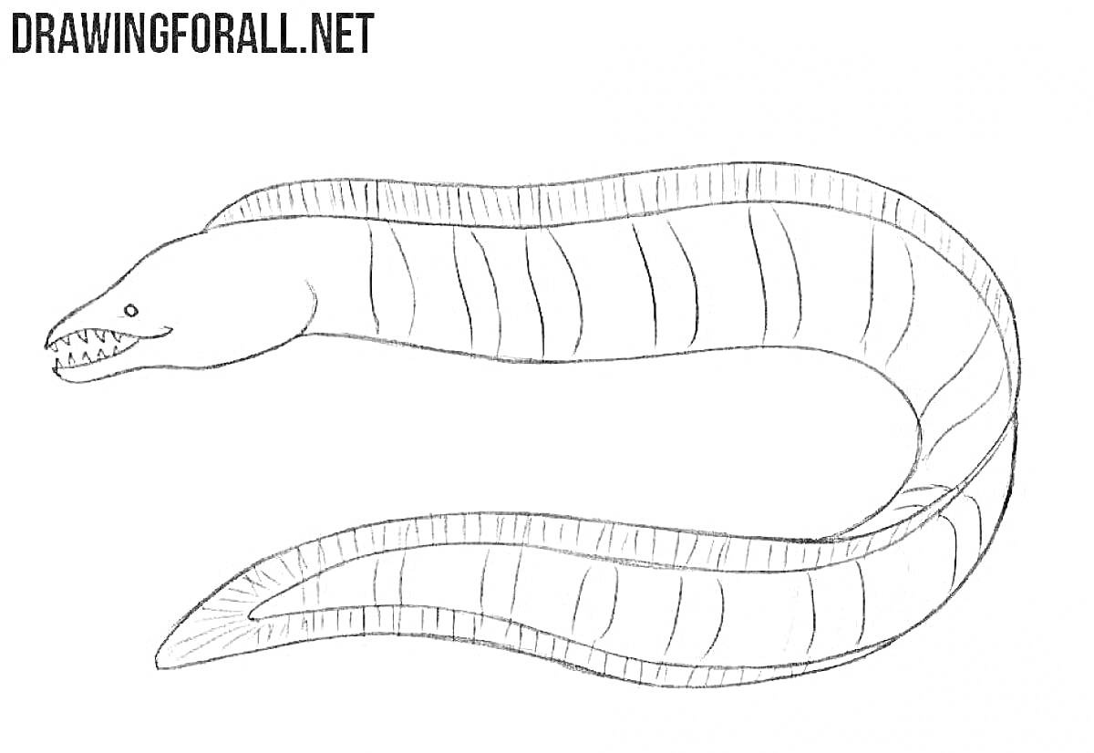 Раскраска Мурена с открытым ртом