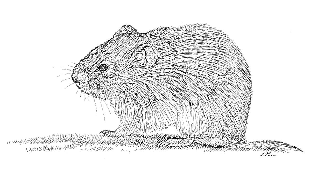 На раскраске изображено: Мышь, Трава, Природа, Иллюстрация