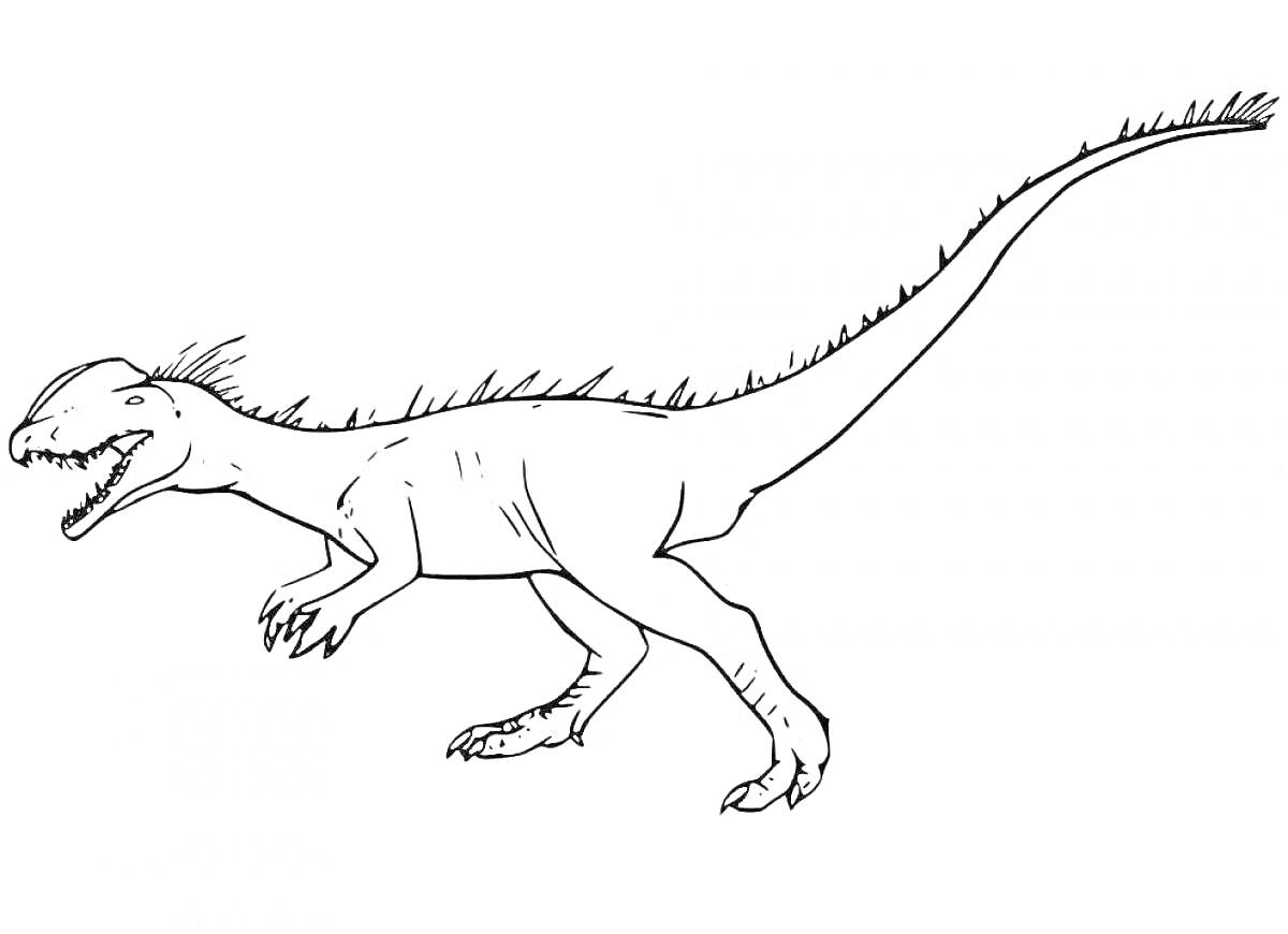 Раскраска Дилофозавр с открытой пастью и гребнем на спине