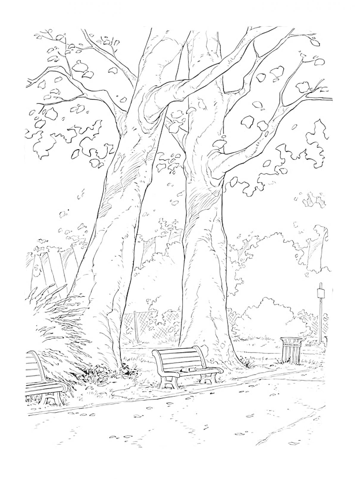 Раскраска Парковая сцена с скамейками и деревьями
