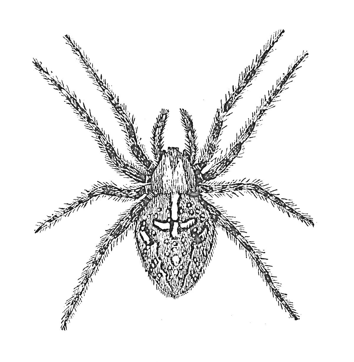 Раскраска Паук крестовик на белом фоне