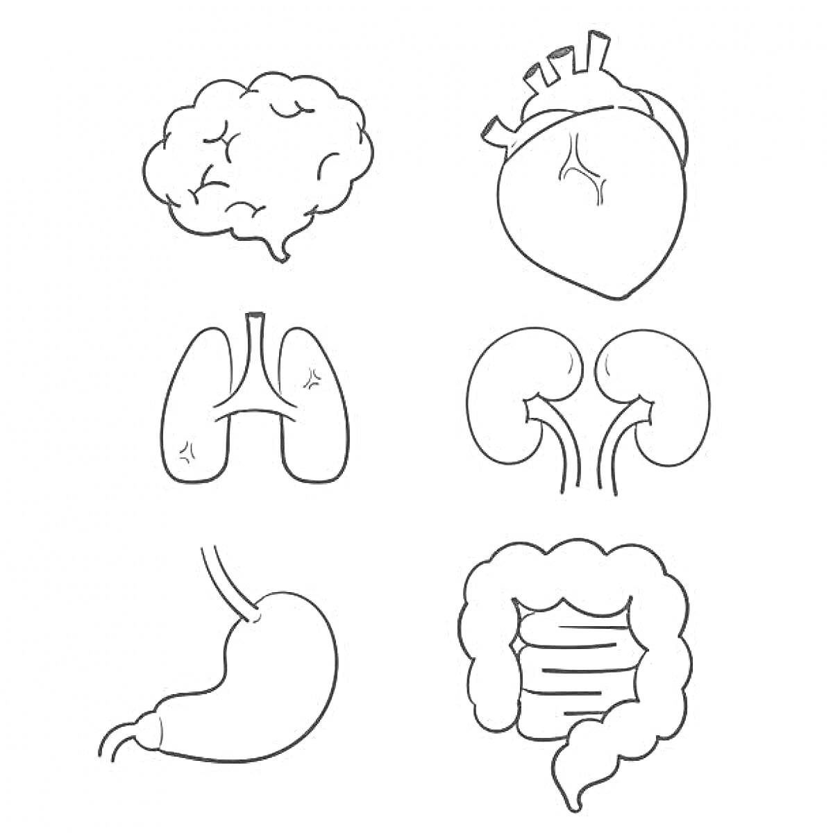 На раскраске изображено: Органы, Человек, Мозг, Легкие, Почки, Желудок, Толстая кишка, Анатомия
