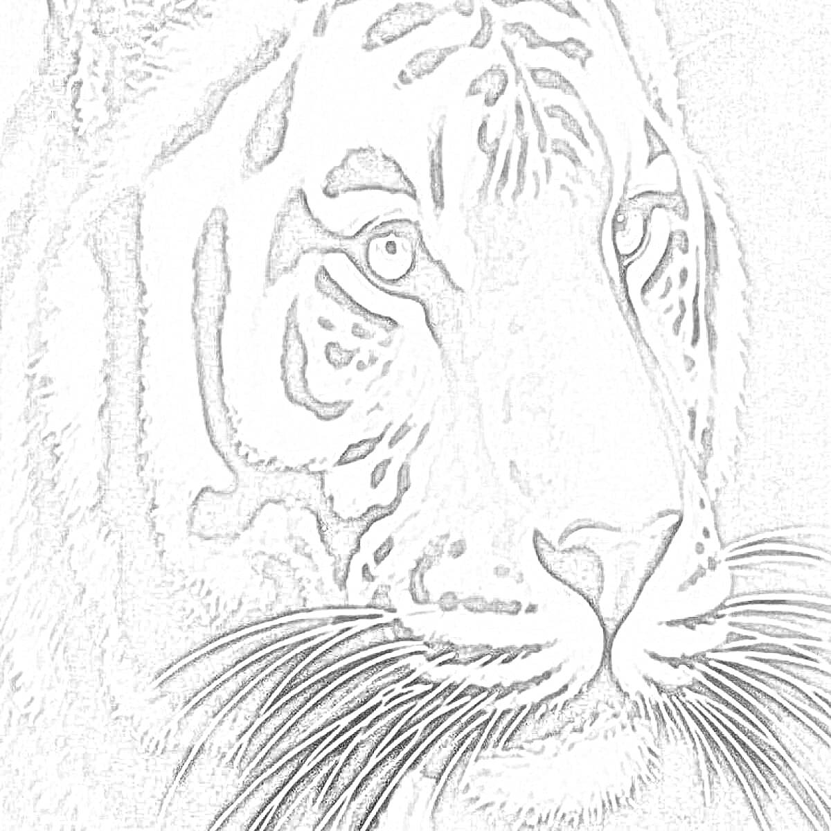 Раскраска Тигр крупным планом. Голова тигра с полосатым рисунком и длинными усами
