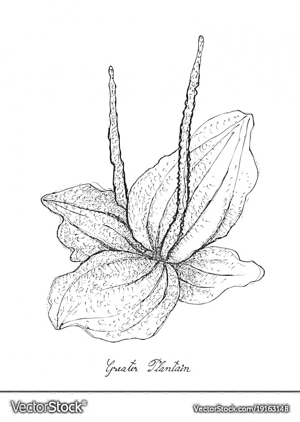 Раскраска Подорожник с листьями и цветоносами