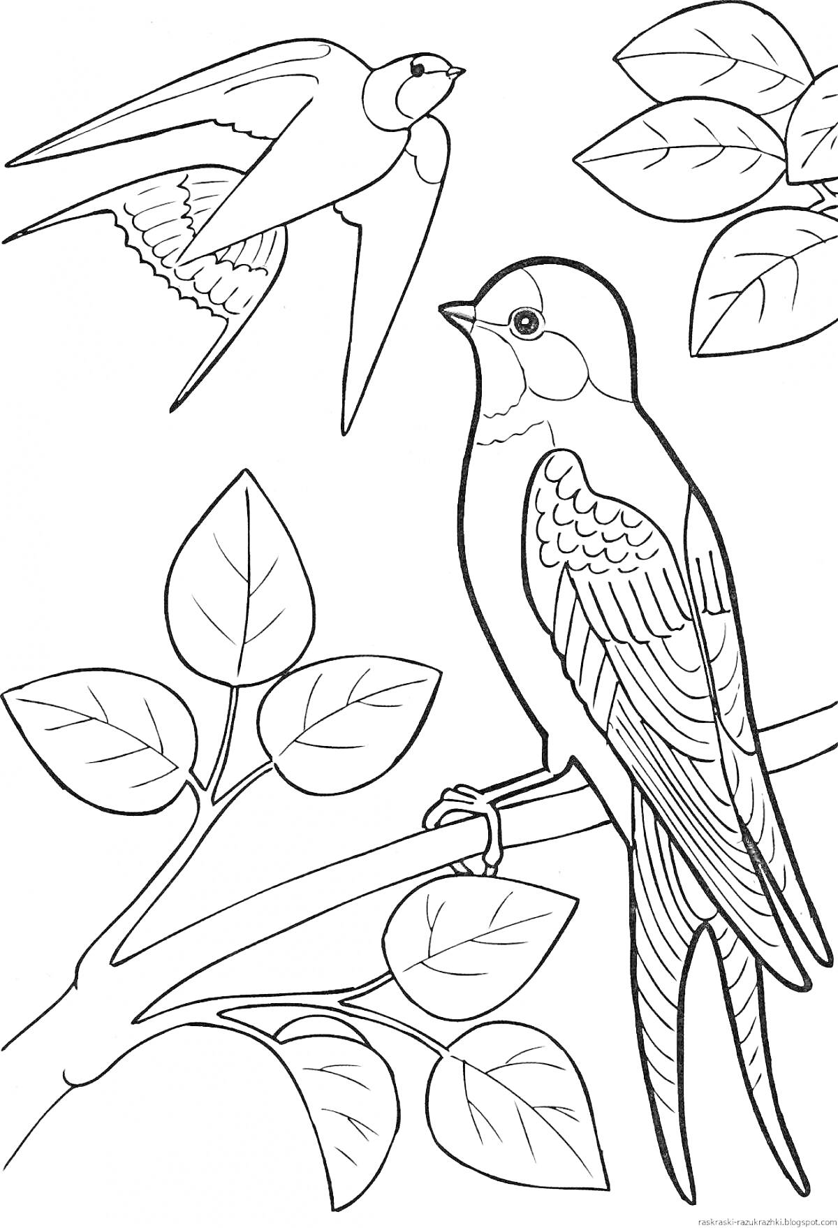 На раскраске изображено: Ласточка, Ветка, Листья, Природа, Для детей, Птица