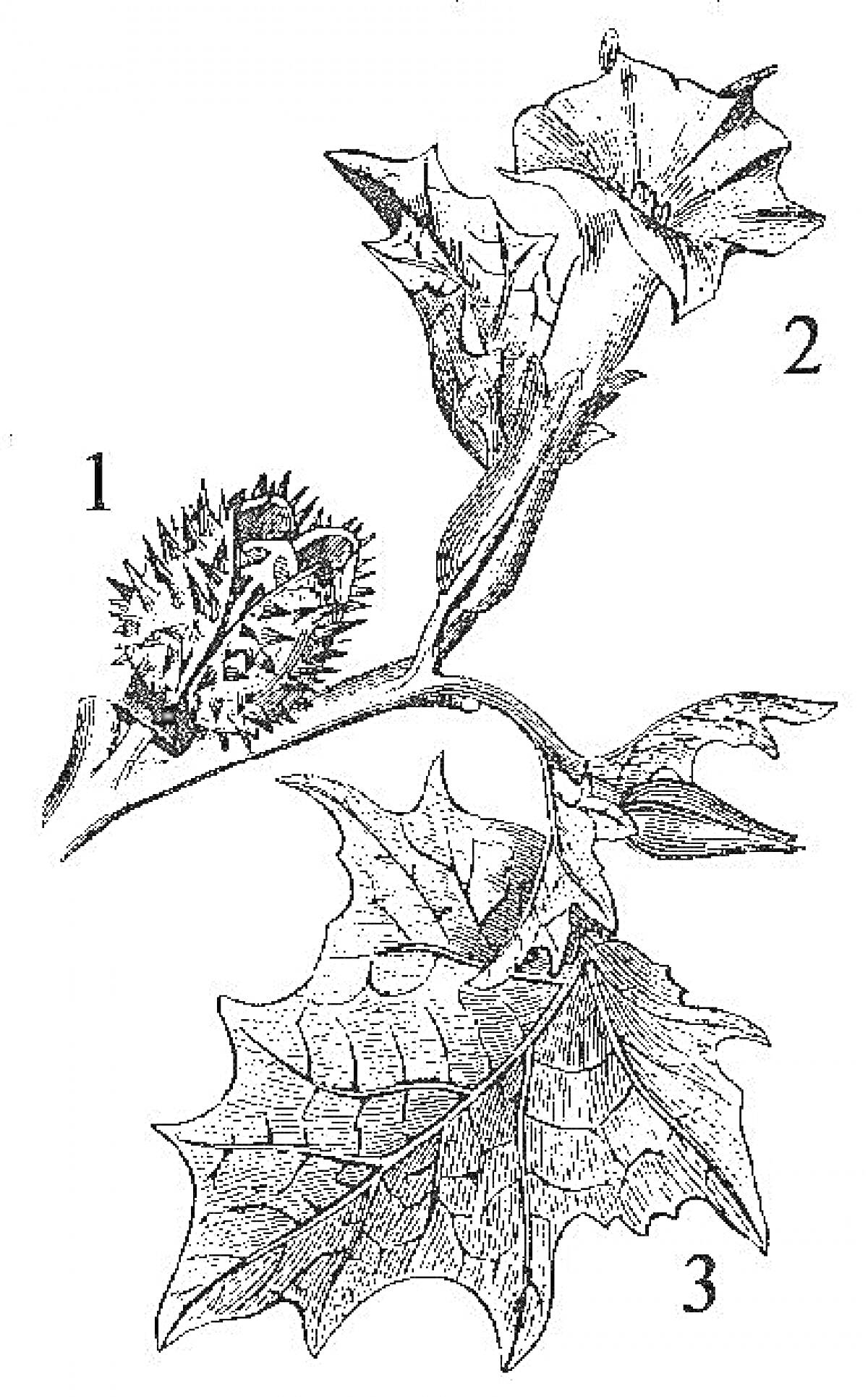 Раскраска Дурман (цветок, шипастый плод, листья)