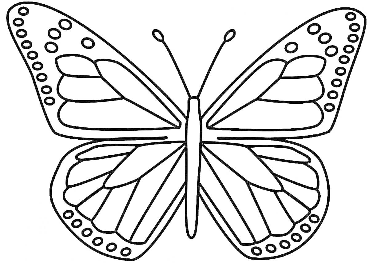 Раскраска бабочка с узорными крыльями