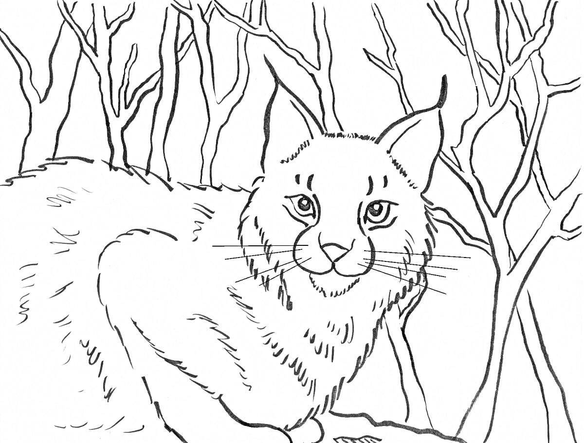 Раскраска Камышовый кот в лесу среди деревьев.