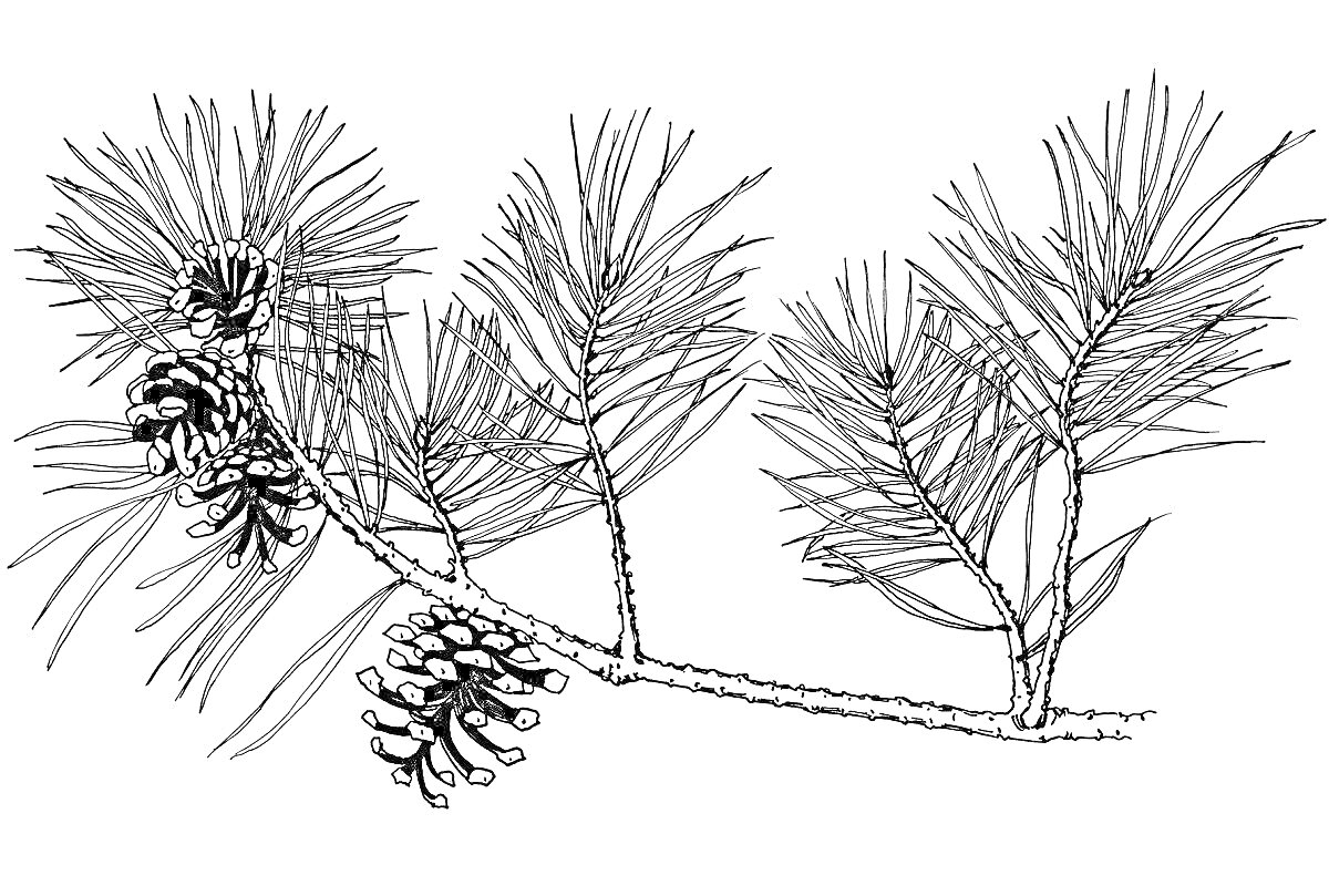 Раскраска Ветка сосны с иголками и шишками